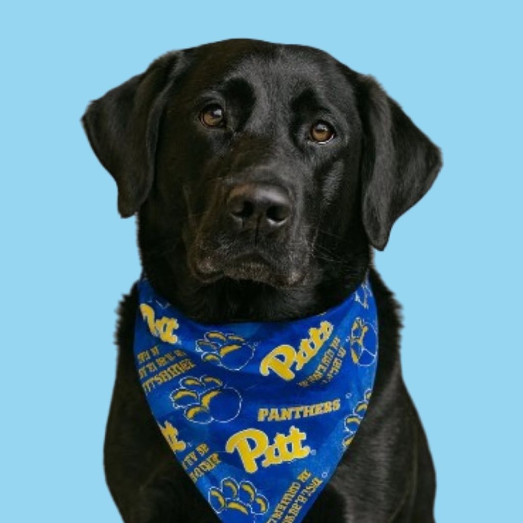 University of Pittsburgh Dog Bandana With Scrunchy Elastic Collar