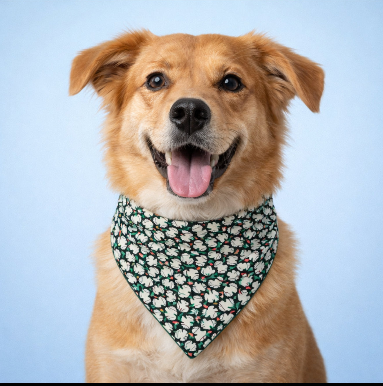 Tiny Frogs Dog Bandana With Scrunchy Elastic Collar